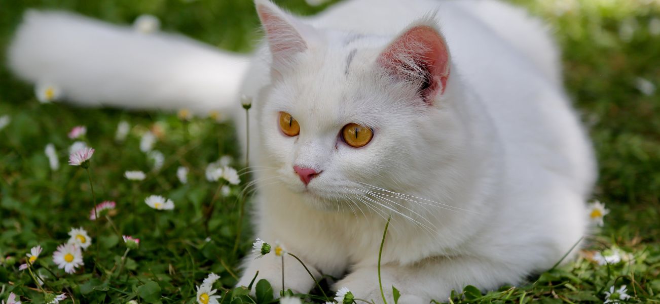 turkish angora cat guide