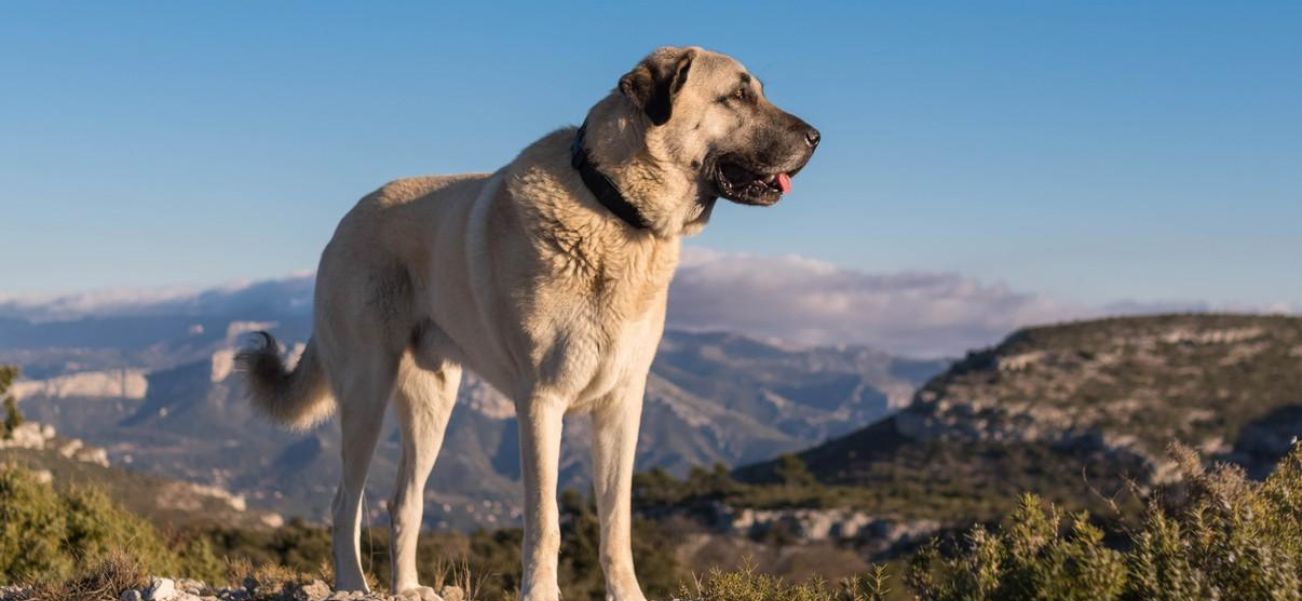 turkish sivas kangal dog information