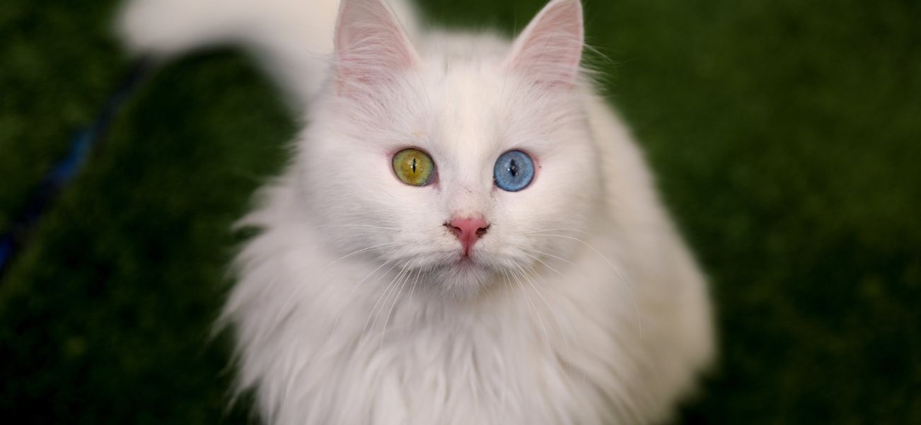 turkish van cat information