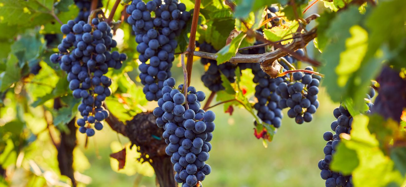 turkish wine - everything you need to know